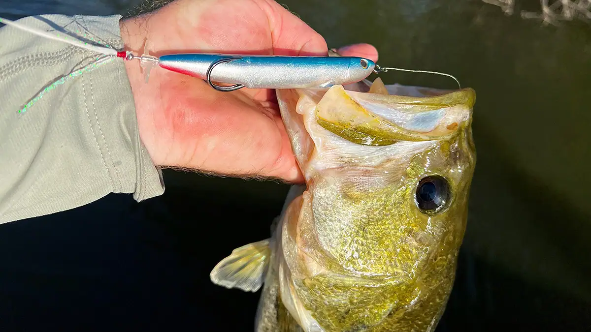 Hollow-Body Baits: A fish hooked on the Snag Proof Zoo Prop.