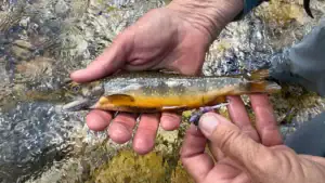Pennsylvania’s New Trout Rule Could Be the Biggest Win for Wild Brook Trout in Decades