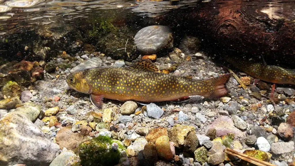 brook trout underwater