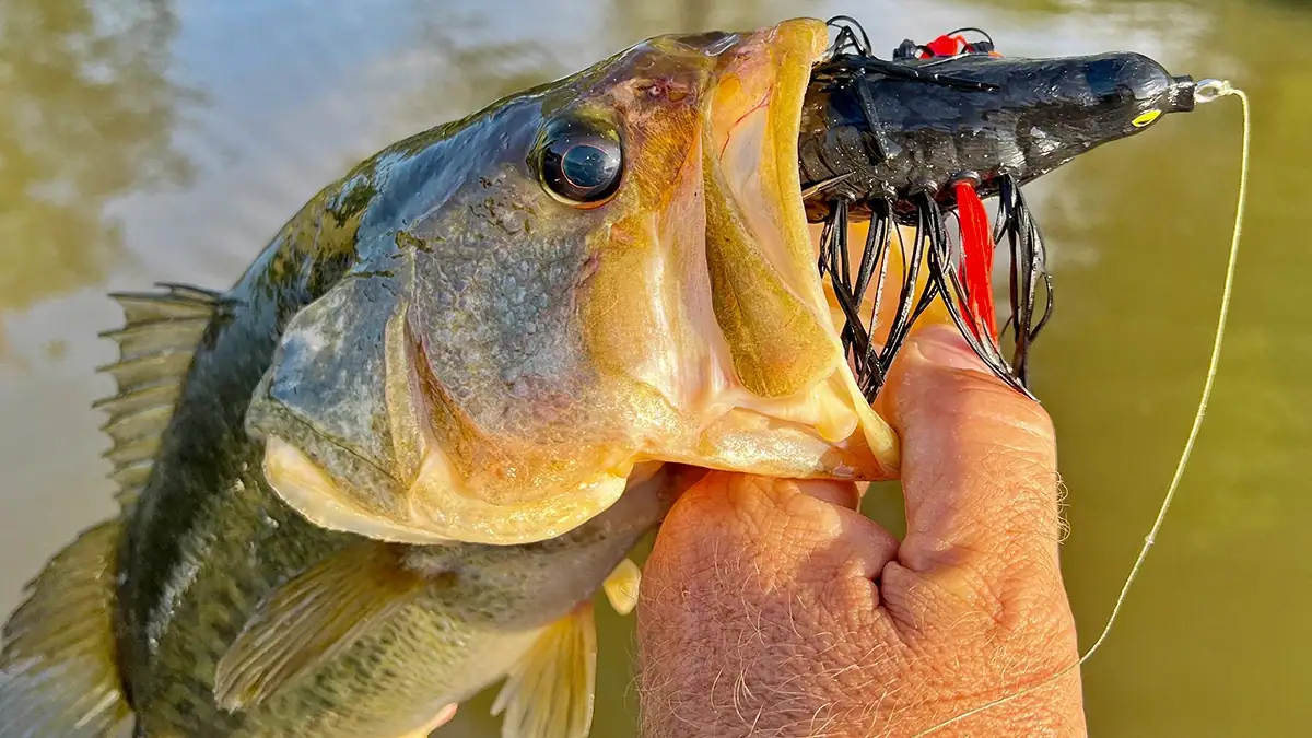 Hollow-Body Baits: A fish caught on the Flip in the Bird lure.