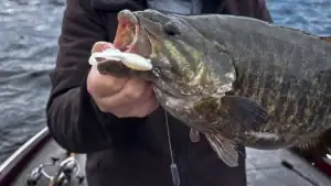 A fish with a standoff rig in its mouth.