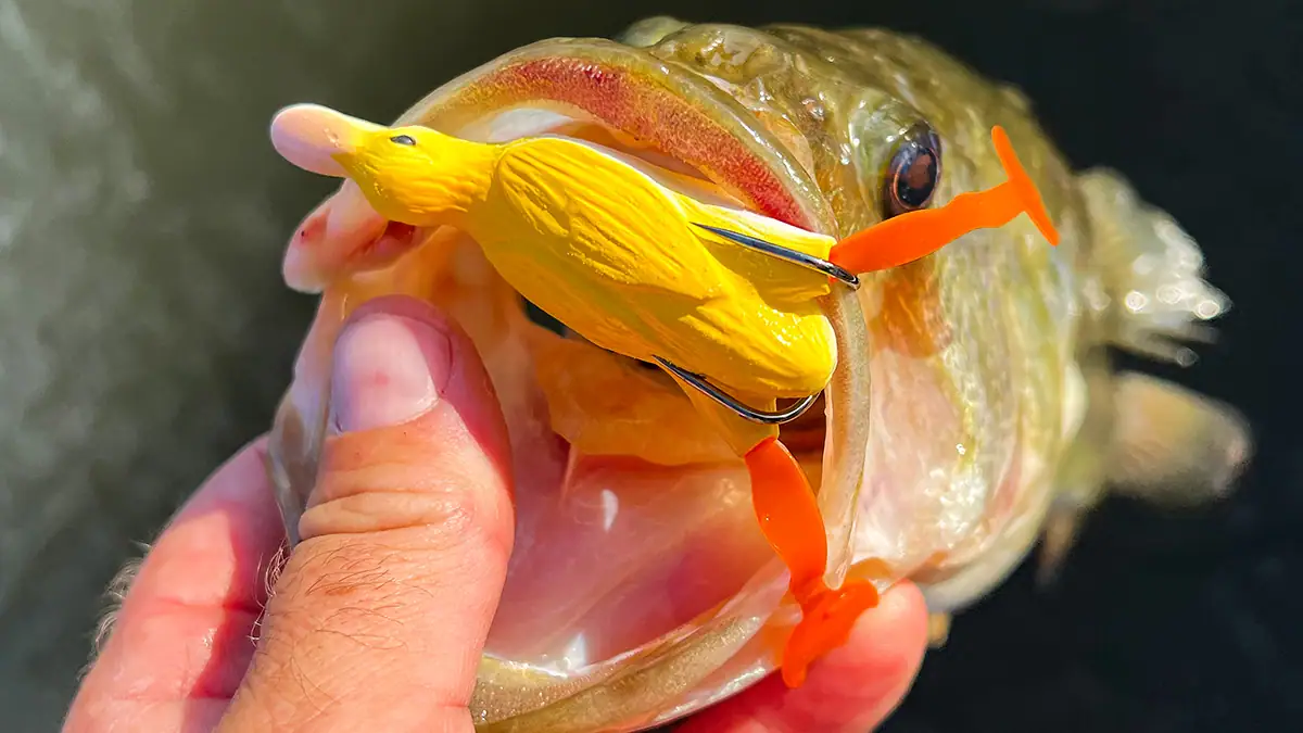 Hollow-Body Baits: A fish caught on the 3D Savage Fruck.