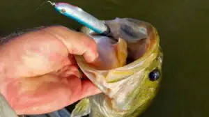 Hollow-Body Baits: A fish caught on the Snag Proof Zoo Prop.