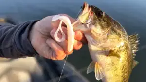 Bass caught on the Lake Fork Pro Hog creature bait