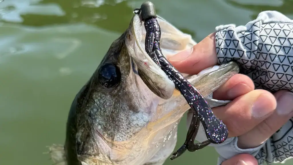 Lake Fork Pro Hog rigged on a jighead