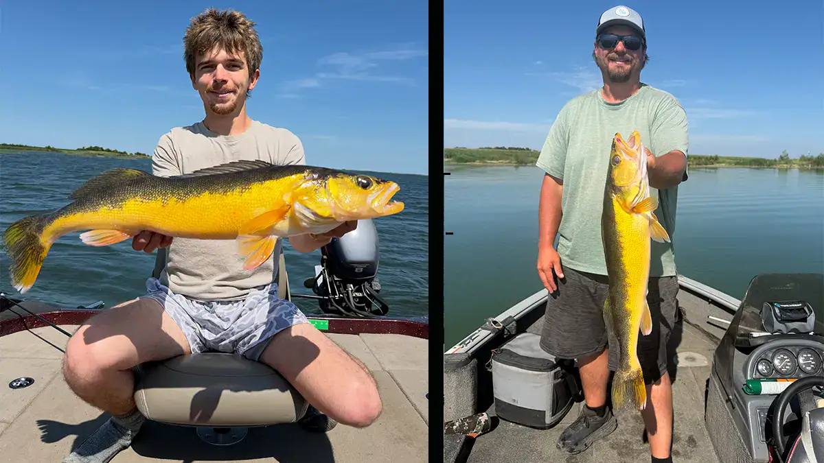 rare golden walleye caught twice