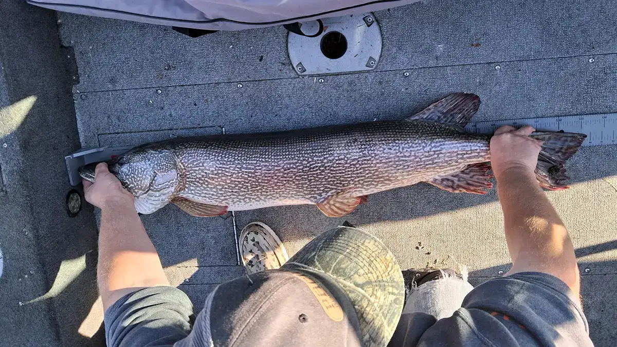 Tim Hicks measures his Idaho state-record northern pike before releasing it.