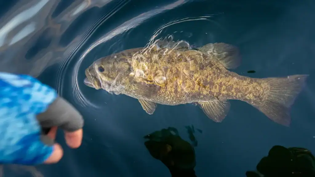 smallmouth bass release Adobe stock