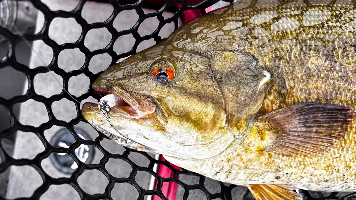 Closeup of a fish with a standoff rig in its mouth.