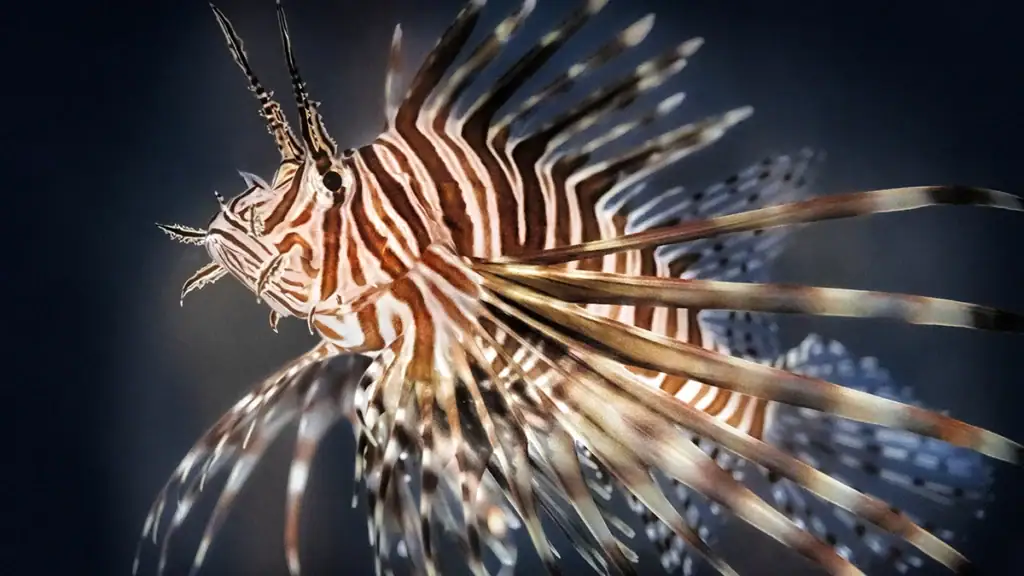 An invasive lionfish.
