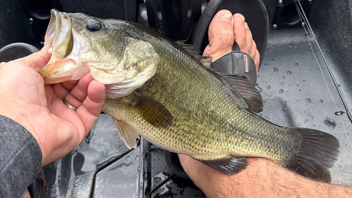 A stunted pond bass on the deck of a boat.