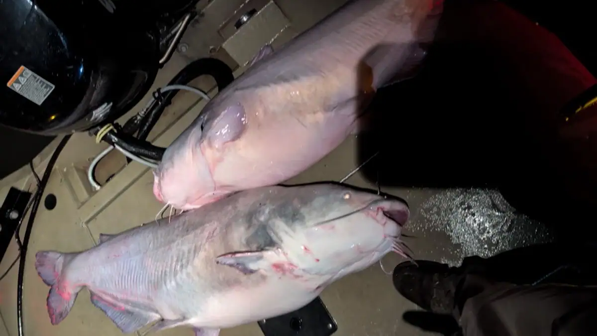 On July 2, Missouri angler Brad Hilton caught a pair of catfish totaling just over 178 pounds.