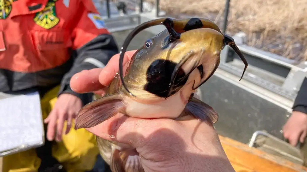Brown bullhead with melanoma