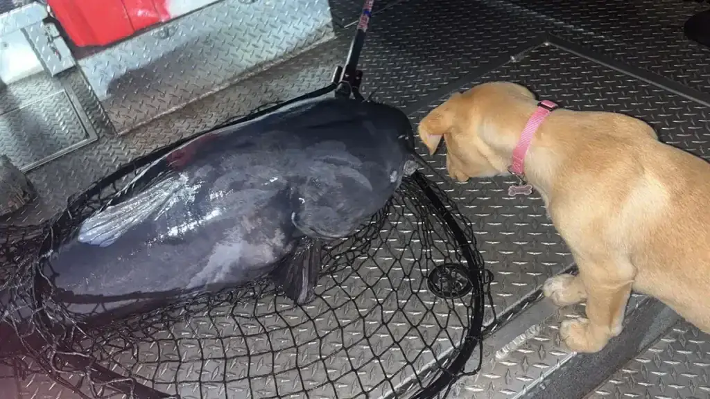 108 blue catfish and dog