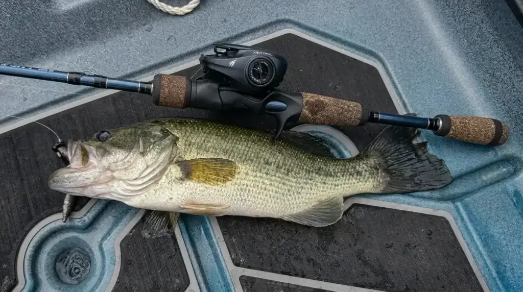FishUSA BFS Rod and smallmouth bass