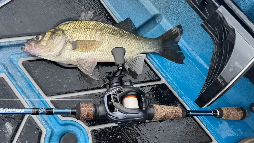 Ark Gravity, FishUSA BFS and white perch