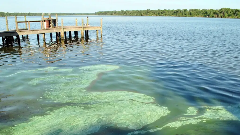 Florida blue green algae bloom