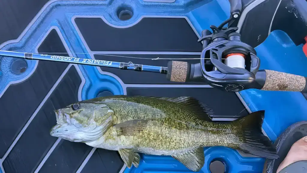 FishUSA BFS Rod and smallmouth bass