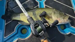 Initial Impressions The first thing I noticed when I picked up the Al-Ti Elite was just how light it felt. At only 5.6 ounces, it's lighter than most in this class. Paired with the Assegai flipping rod, the combo balances exceptionally well, making it comfortable to fish all day whether I was pitching into flooded brush, working matted vegetation with a frog, or repeatedly dropping creature baits into heavy cover. The aluminum frame feels rigid under load, and there was never a sense of flex when putting pressure on fish around thick cover. Much of that lightweight performance comes from the reel's titanium spool, which weighs only 6.9 grams with the shaft and bearings installed. KastKing says titanium is significantly stronger and harder than aluminum while allowing the spool to remain incredibly light, and from my experience that translates into noticeably quick spool startup. Whether I was making short, accurate pitches or longer casts across grass flats, the spool came up to speed effortlessly. The low startup inertia made casting feel smooth and predictable across a surprisingly wide range of lure weights. Specifications KastKing Al-Ti Elite Baitcasting Reel Gear Ratio: 7.2:1 Bearings: 9+1 MaxiDur Shielded + 2 High-Speed Spool Bearings Maximum Drag: 18 pounds Spool Material: Titanium Spool Weight: 6.9 grams Braking System: Halo Vortex 12-Magnet System Mono Line Capacity (pound test/yards): 12/100; 14/85 Braid Line Capacity (pound test/yards): 30/218; 40/165 Minimum Lure Rating: 1/16 oz Weight: 5.6 oz (159 g) KastKing Assegai Flippin Out Technique Bass Fishing Rod Technique: Flipping, Pitching, Frogging, Heavy Cover Rod Type: Casting Length: 7’ 5" Power: Heavy Action: Fast Line Rating: 15–30 pounds Lure Rating: 3/8–2 ounces Number of Guides: 11 + tip On The Water I spent most of my time fishing the combo exactly how it was designed to be used. Punch rigs, hollow-body frogs, Texas-rigged creature baits, and heavy jigs were constantly in the rotation, and the Al-Ti Elite handled them with ease. The Assegai rod has the backbone needed to drive heavy-gauge hooks home while maintaining enough tip to make accurate presentations, and the reel complemented that perfectly. Together they felt like a purpose-built setup for power fishing. One feature that impressed me throughout my time on the water was the Halo Vortex Braking System. KastKing uses a ring of 12 magnets that provides strong braking early in the cast before gradually backing off as the lure travels. After a few adjustment casts to match the lure I was throwing, I rarely found myself reaching back to fine-tune the brake settings. Whether I was skipping creature baits under overhanging limbs or making long casts with frogs across expansive vegetation, the reel remained remarkably easy to manage. Backlashes were minimal, and when they did occur they were the result of operator error rather than any shortcomings in the reel itself. The retrieve is also impressive. The combination of the Five-Point Coaxial Design, UltraDura90 brass pinion gear, aerospace-grade T6 aluminum main gear, and 9+1 MaxiDur shielded bearings produces a retrieve that feels refined and consistent. There's very little vibration through the handle, and the reel stays smooth whether it's under no load or pulling fish through thick vegetation. The 7.2:1 gear ratio proved to be an excellent all-around choice for the techniques I fished, giving me enough speed to quickly pick up slack after a strike while still offering plenty of control when working slower presentations. The 18-pound drag also performed exactly as I hoped. Fishing around heavy cover demands a drag that starts smoothly but locks down with authority when necessary. Throughout my time using the reel, the drag engaged consistently without hesitation, allowing me to steer fish away from submerged wood, grass mats, and other cover before they had a chance to bury themselves. Combined with the Assegai rod's powerful backbone, I always felt connected to the fish and in complete control during the fight. Comfort is another area where this reel excels. The compact 39 mm low-profile frame palms naturally, and the 90 mm aluminum handle with oversized 45 mm TPE knobs provides excellent leverage when cranking down on fish. Even after hours of repetitive pitching and flipping, I never experienced hand fatigue — something that's easy to appreciate during long tournament days or full weekends on the water. One aspect I particularly enjoyed was the reel's versatility. While it clearly shines as a power-fishing reel, the lightweight titanium spool allows it to comfortably handle a much broader range of lure weights than I initially expected. KastKing rates it from 1/16 ounce up to a little over an ounce, and based on my experience it transitions between presentations with very little adjustment. Although my primary focus was heavy-cover bass fishing, I came away with the impression that this is a reel capable of handling far more than flipping and frogging. Final Thoughts At around the $230 price point, the Al-Ti Elite enters one of the most competitive segments in the baitcasting market. Anglers have no shortage of outstanding choices from companies like Shimano, Daiwa, Lew's, and Abu Garcia. What makes the Al-Ti Elite stand out is the titanium spool, advanced magnetic braking system, lightweight construction, and ergonomics that combine to create a reel that feels innovative without sacrificing fishability. After spending time with the Al-Ti Elite and the Assegai Flippin Out Technique bass rod, I believe KastKing has built one of its most impressive rod-and-reel combinations to date. The reel is lightweight, casts with remarkable ease, retrieves smoothly under load, and stands up to fishing around heavy cover. The Assegai rod complements it well, providing the power and sensitivity needed for flipping, punching, frogging, and other heavy-duty bass techniques. While only years of hard use will ultimately determine its long-term durability, my experience on the water left me impressed.