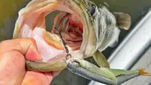 What Lures We’re Throwing in September 2026