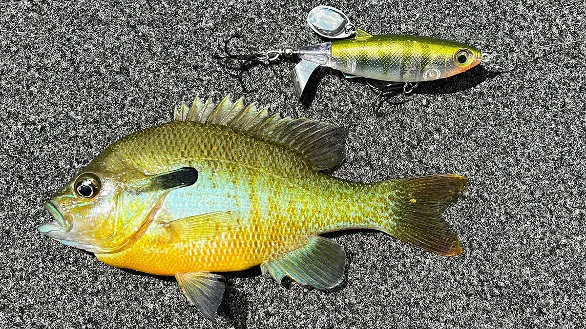 What Lures We're Throwing in September: Topwater.
