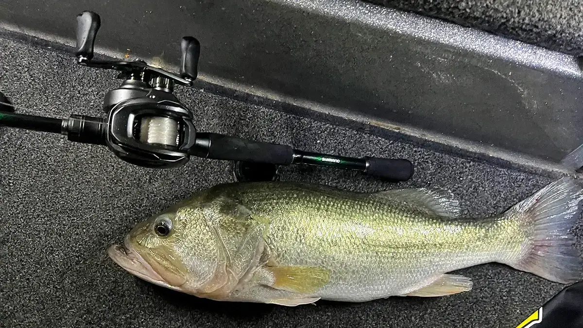 The Shimano DC Curado 150 on the deck of a boat with a fish it helped catch.