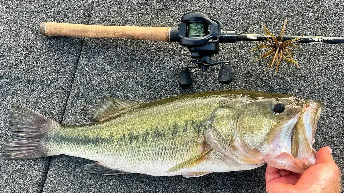 Svivlo's Draken 1 reel with a fish that it caught.