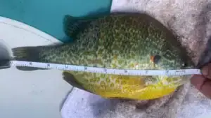 On His Way to Becoming a Master Angler, Fisherman Sets a New Pumpkinseed Record