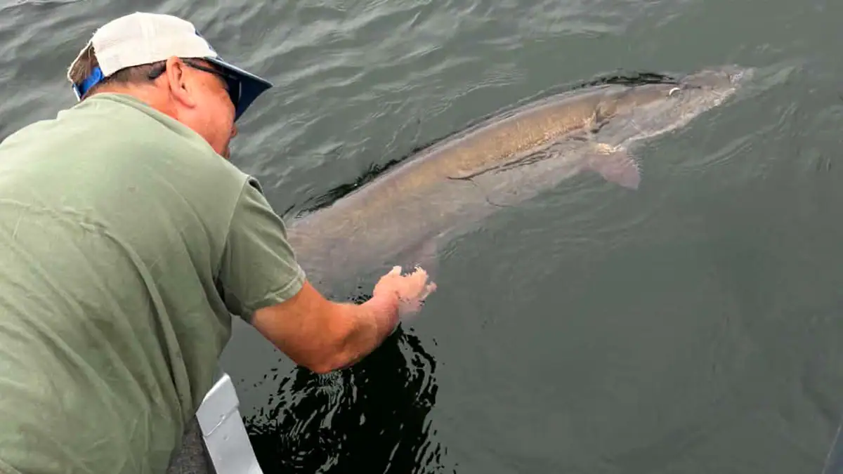 Releasing the 51.5-inch muskie caught during the Stevenson brothers' fishing trip to Lake Manitou.