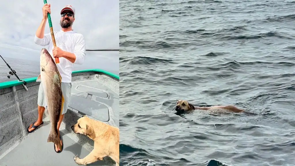 After being lost in the Pacific Ocean and then pulled on board a fishing boat, the rescued dog checks out a white seabass his rescuers caught.