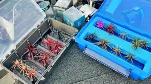 Two of the options for safely storing your collection of urchin baits.