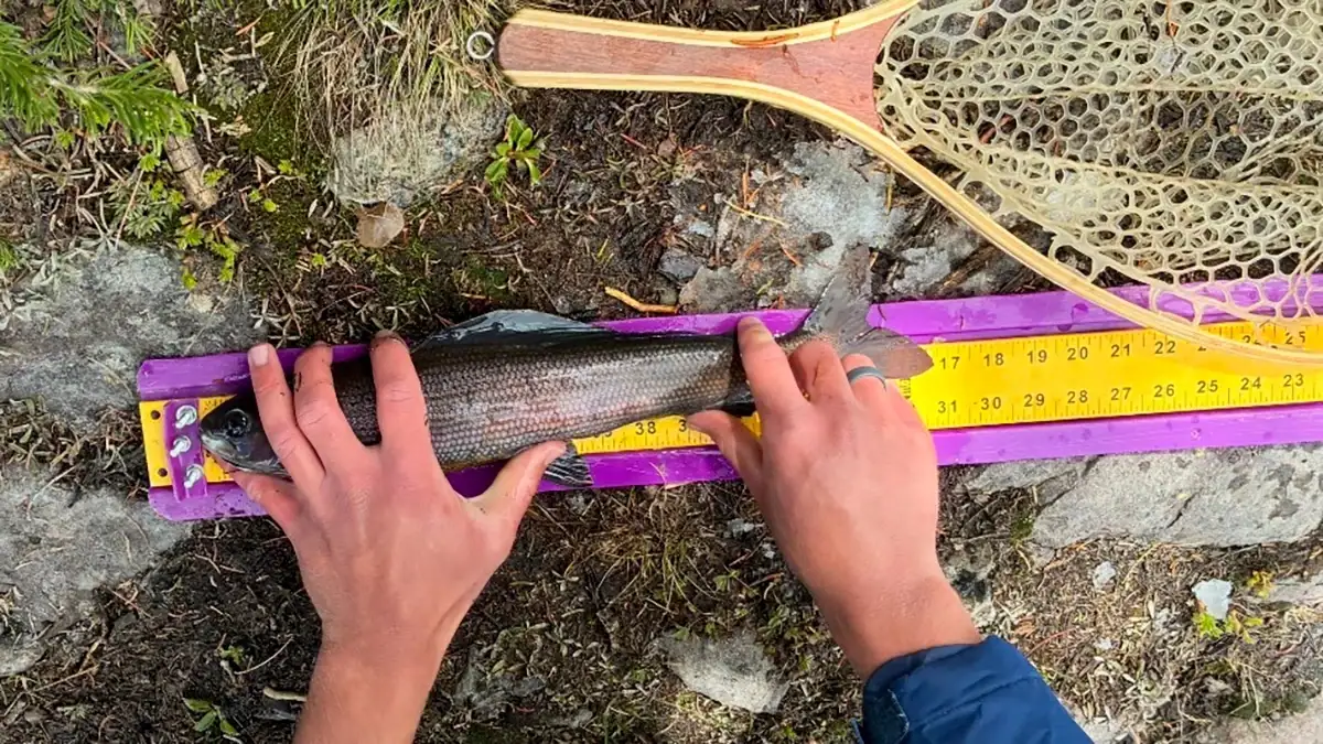 Wade Jensen measures his state-record Arctic grayling, which was 16.7 inches long.