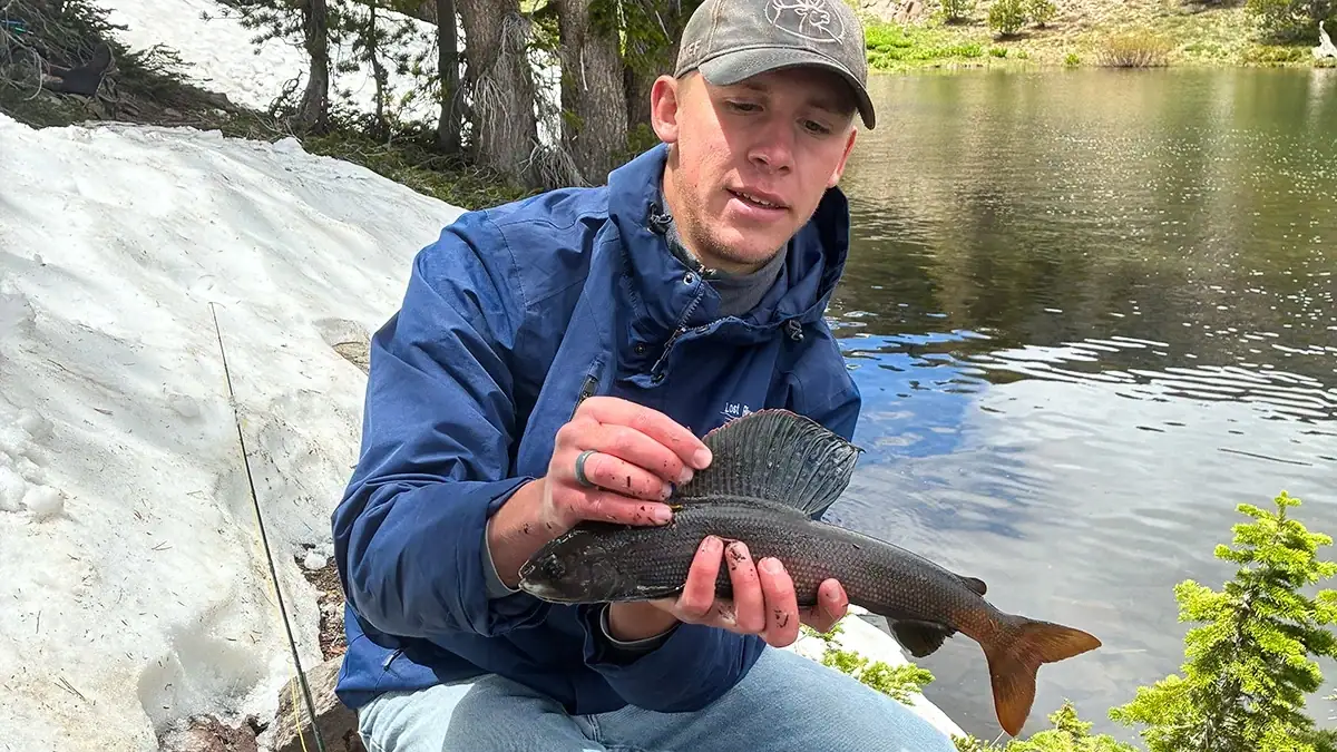 Wade Jensen's Arctic grayling is officially a new Idaho state record-holder.