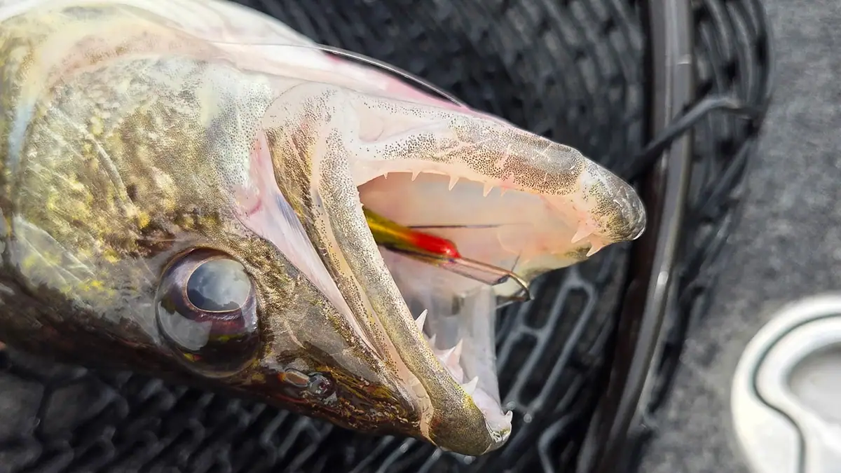 A freshly caught walleye with a lure in its mouth.