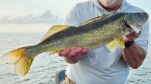 A walleye angler shows off his catch.