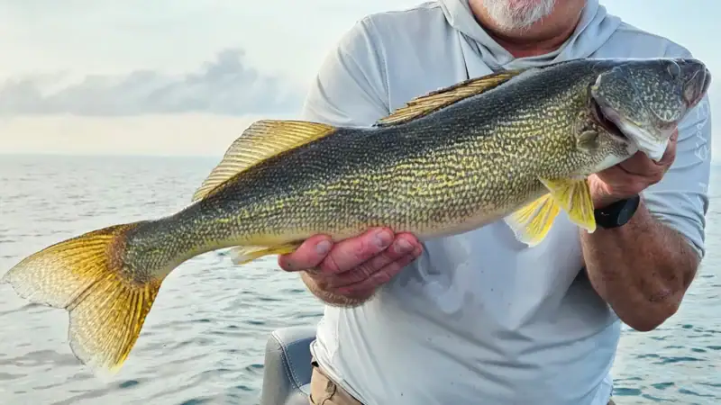A walleye angler shows off his catch.