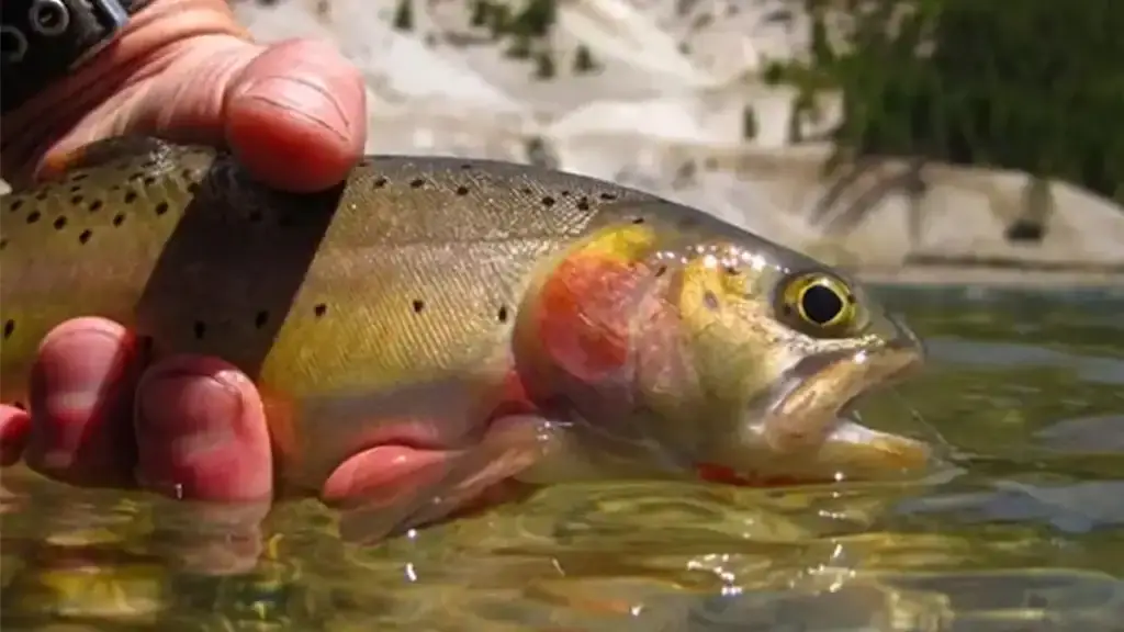 Yellowstone Cutthroat Trout
