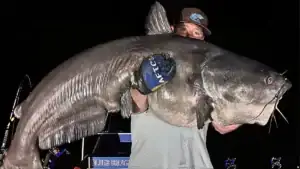 Giant 108-Pound Blue Catfish Caught-And-Released By Veteran Guide During Heat Wave