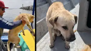 After Rescuing a Dog Lost in the Ocean, Fishermen Declare Him Their Lucky Charm