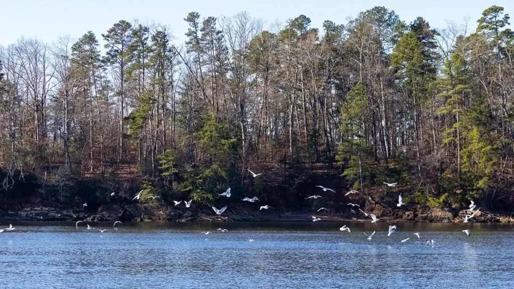 Gulls are great indicators of where the fish are.