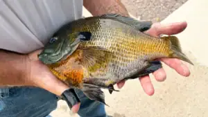 Retiree Takes New Rod for Its First Fishing Trip and Lands a State-Record Bluegill
