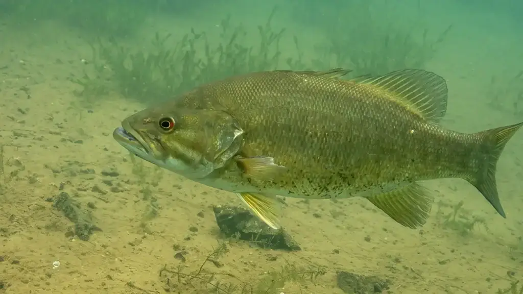 Smallmouth bass swimming underwater