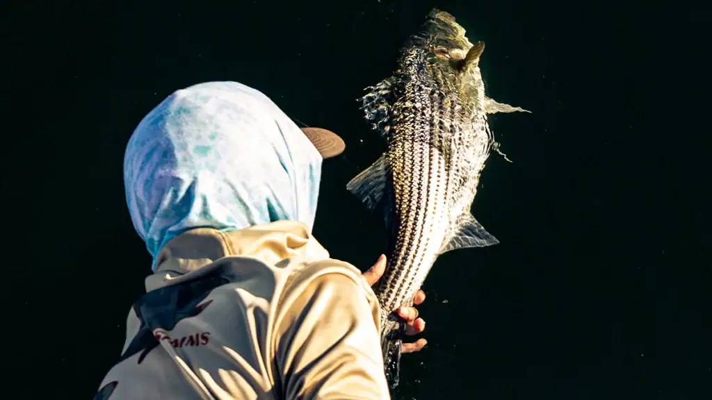 Releasing a freshwater striper back into the waters of Lake Lanier.