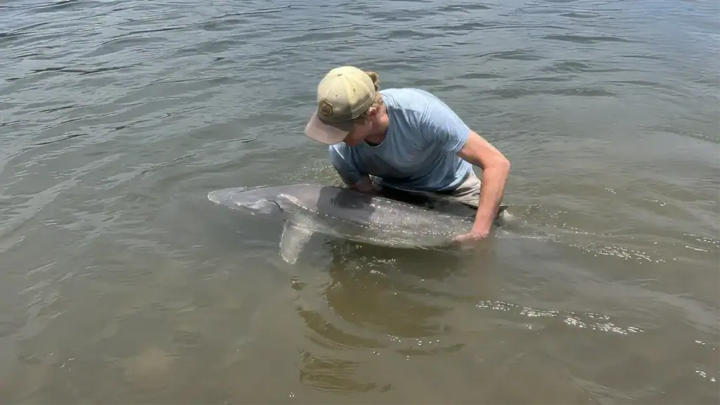 sturgeon