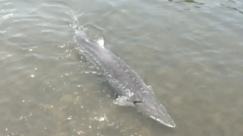 sturgeon swimming