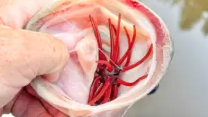 Using Treble and Quad Hooks With Urchin Bait Can Pose a Threat to Big Bass