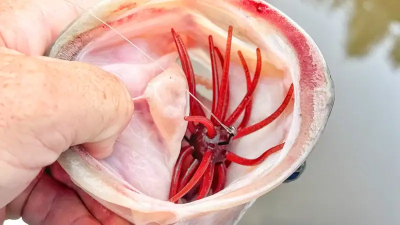 Since fish gobble up urchin baits so ferociously, a treble or quad hook can do serious, if not fatal, damage.