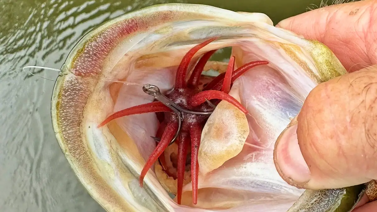 An urchin bait deep inside the mouth of a fish.