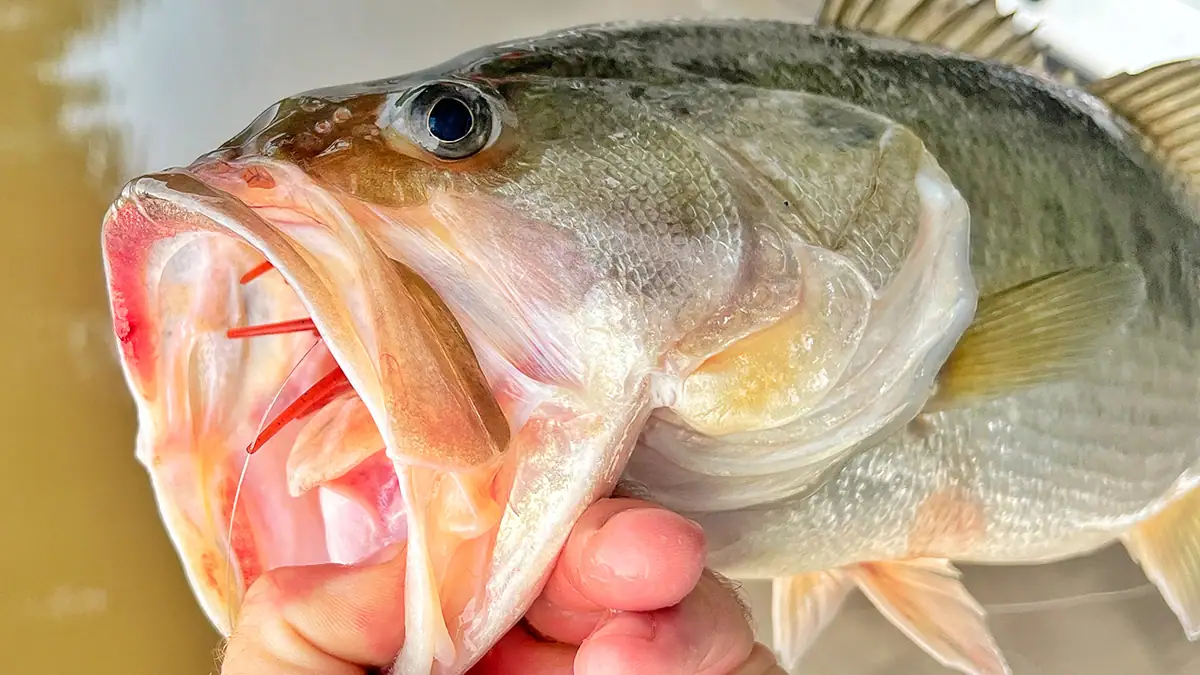 Op-ed piece on how using treble or quad hooks on an urchin bait can mortally wound fish.