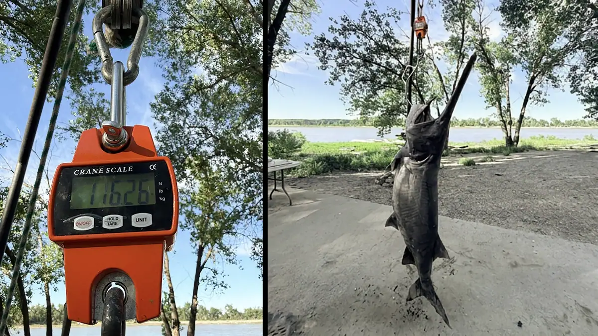 Two images of the paddlefish that Trevor Swisse recently caught, as well as its weight.